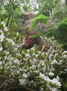 Hergest Croft Gardens